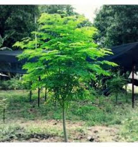 Moringa Oleifera, the Miracle tree