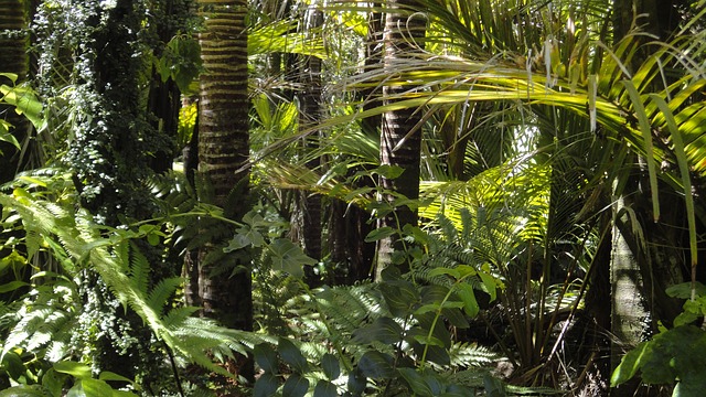 Camu Camu - Selva tropical