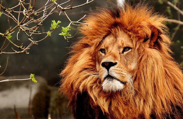 Lion’s Mane - de kracht van een leeuw!