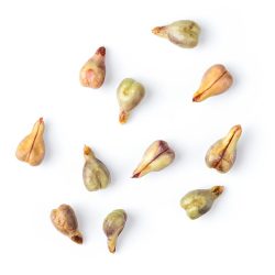 grape seed image